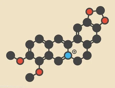 Is Berberine Hydrochloride the same as Berberine?